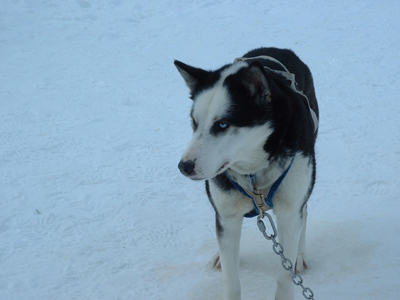 Dog Sled Ride 5.JPG